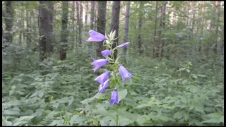 Не печалься все пройдёт.