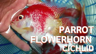 Parrot flowerhorn cichlid nice fish for special