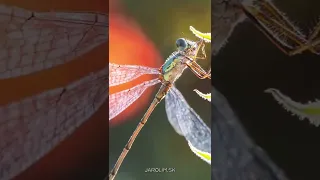 Insect Predators! Amazing details of macro world.