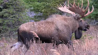 Big Bull Moose's Redemption! | MooseMan Video Photography Calendar