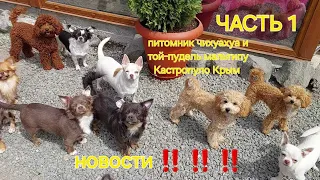 ЧАСТЬ 1 НОВОСТИ ‼️питомник чихуахуа и той-пудель мальтипу Кастропуло Крым