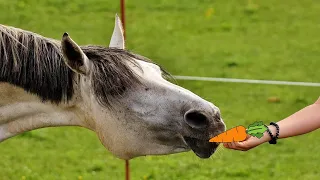 HORSE EATING SOUND | IL VERSO DEL CAVALLO CHE MANGIA | Asmr Sound effect