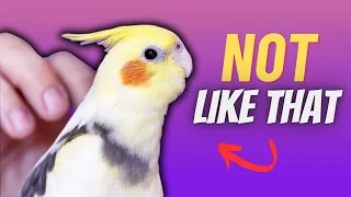 You’re Petting your Cockatiel ALL WRONG!