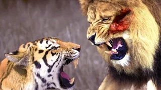 Tiger Vs Lion Real Fight -  Crocodile Vs Hippo Fight to Death Compilation Documentary