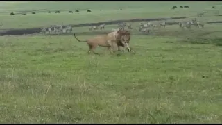 Dog vs lions in Kenya