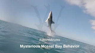 Shark Minutes: Mouthing, Bumping and Breaching, Oh My! WSV