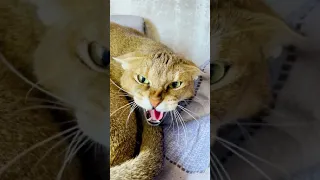 Папа ведёт переговоры с чаузи Астрид 🙀