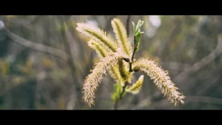 Gloomy Nature | Sony 6300 + Sigma 19mm 2.8