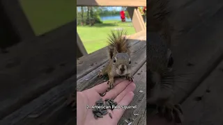 4 Types Of Squirrels You Can Befriend