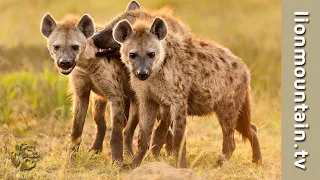 Badass Female Hyenas show their dominant nature  | WILD NATURE