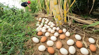 WOW WOW unigue ! Pick a lot of duck eggs from sugarcane trees in the fields near the road