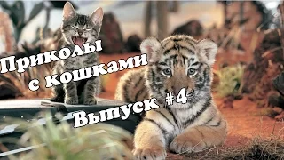 Приколы с кошками 2014 Выпуск #4