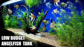 Build A Low Budget Planted Aquarium For Angelfish