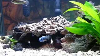 Cichlid tank set up, 60 gal, up and running part 4