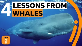 What whales can teach us about living our best life | BBC Ideas