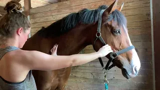 ARI Massage, Jumping Horse