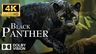 Black Panther 4k - Hiding in the Shadows | National Geographic Wild UK | (4K Video Ultra)