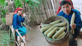 Delicious corn garden and daily life in the forest/ forest life