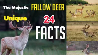 Fallow Deer Amazing Factspedia 🦌 | Wild Animals Factspedia🦌