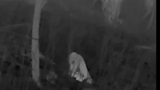 Are the Bigfoot still there? Thermal clip 3