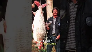 Goliath Tigerfish | Oversized African Piranha