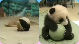 Funny Panda Videos Compilation #1