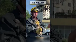 🙏 З будинку в Києві, де стався вибух, врятували двох котів. Хвостиків вже передали власникам