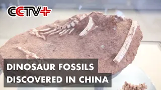 New Dinosaur Fossil Discovered in China