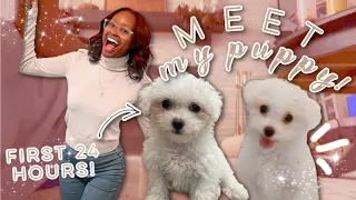 I GOT A PUPPY!!! First 24 Hours With My New Bichon Puppy! | Puppy Training &Essentials #VLOG *CUTE*