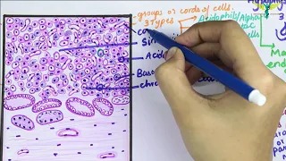 Histology of Pituitary gland  Hypophysis Cerebri