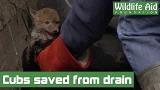 Little fox cubs saved from drowning in a storm drain