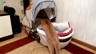 Кошка первый раз видит младенца.