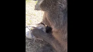 Baboon Plays With Meerkat By Grooming Them On Stomach - 1217062