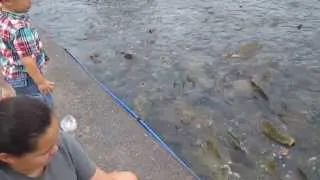 fedding carp at Raystown Lake