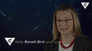 MBARI Ocean Stories - Kelly Benoit-Bird