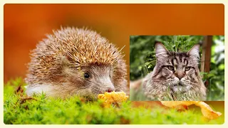 Willy the cat, kittens and hedgehogs