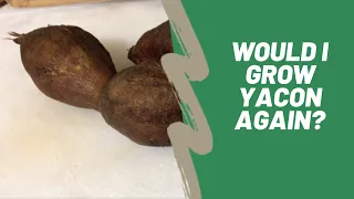 How to Use Yacon - Does Yacon Taste Good?