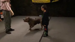 Giant Pitbull trained by 4 year old boy to protect him 🤯