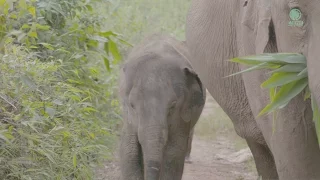 The journey of elephant Mae Bua Jaan and her baby Zuki to reunion with their herd