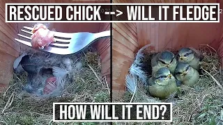 Will our Chicks SURVIVE  & FLEDGE ? | 17 Days of Highlights | A Monumental Effort !