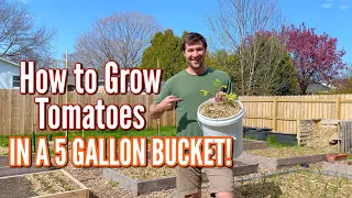 How to Grow Tomatoes in 5 Gallon Buckets!