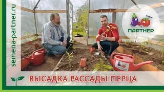 ВЫСАДКА РАССАДЫ ОЧЕНЬ УРОЖАЙНОГО ПЕРЦА