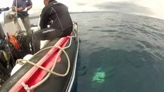 Diving with sharks at Sao Miguel (Azores)