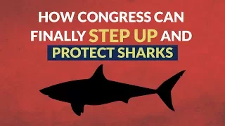 How Congress Can Finally Step Up and Protect Sharks