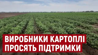 Які існують проблеми в галузі вирощування картоплі на Херсонщині