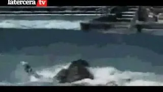 Asi la Orca Tilikum mató a su entrenadora en Seaworld, el video muestra como la atacó
