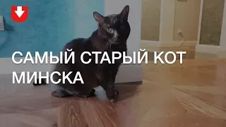 Самый старый кот Минска