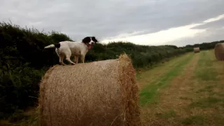 Springer spaniel plays on hay bales