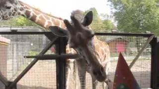 День Рождения в Ленинградском зоопарке / Birthday in Leningradsky zoo