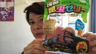 Kabutomushi, o pet da criançada japonesa no verão